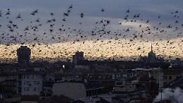 La danza degli storni nei cieli di Milano, il videomaker cattura l'attimo perfetto