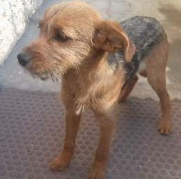 Al freddo e affamata. Trattorista salva la cagnetta