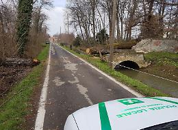 Pianta caduta in via Castelverde, danni e nessun ferito