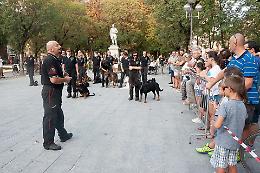FOTO Lo spettacolo cinofilo solidale in piazza Roma a Cremona