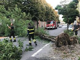 Raffiche di vento in città, pianta cade in via Filzi