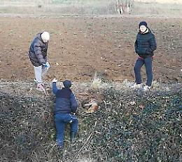 Volpe ferita soccorsa da cittadini e volontari