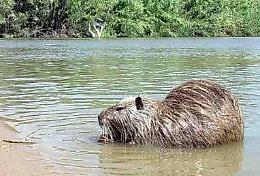 Nutrie e siluri: «Serve una taglia»