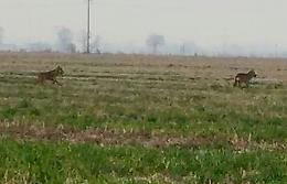 Lupi, altri tre avvistati in campi a caccia di caprioli
