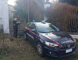 Entra in un parco per rubare il bambù, denunciato