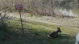 I caprioli saltano nell'orto, catturati dai vigili