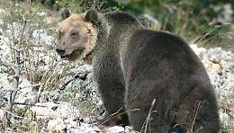  Preso e di nuovo in fuga l'orso M49 