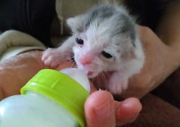 "Gatti abbandonati, la situazione &egrave; allo sbando"