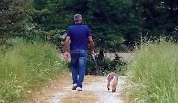 Cani sull'argine, altro meticcio azzannato