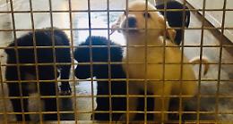 Boom di adozioni al parco rifugio di Calvatone 