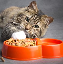 La Cuccia e il Nido, "Serve cibo per gatti"