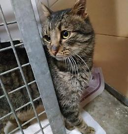 Adozione a distanza per i mici del gattile