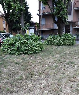 Sfalcio, "Cos&igrave; non va bene". Stop ai pagamenti