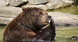 Orso Trentino, il Tar accoglie il ricorso degli animalisti: ordinanza di abbattimento sospesa