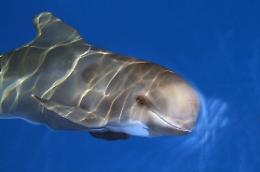 Balene del Mediterraneo minacciate da reti, plastica e virus