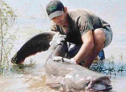Nel Serio caccia al pesce siluro