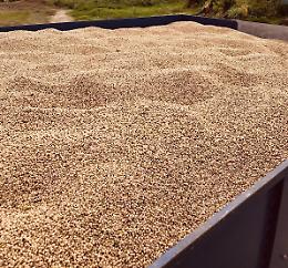 Fagiolini dall'Occhio da agricoltura locale, raccolto di oltre 30 quintali