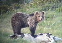 Trento, catturato l'orso M49 