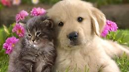 Gli animali al sicuro anche se si &egrave; malati