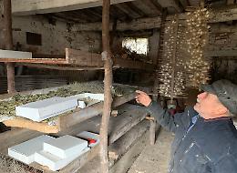 Bachi da seta: l’ultimo maestro