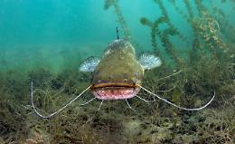 Il pesce siluro è il nemico, già 352 quelli tolti dal fiume Serio