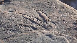 Gb: bimba di 4 anni scopre impronta dinosauro nel Galles