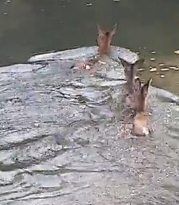 VIDEO Famiglia di caprioli attraversa il fiume Po