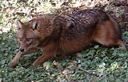 Rarissimo esemplare di sciacallo dorato nelle campagne cremonesi