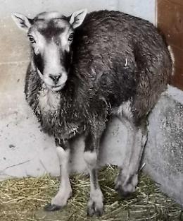 Spino, di chi &egrave; la pecora smarrita?