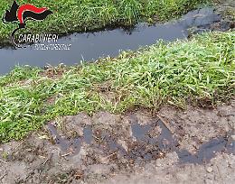 Gli interventi dei Carabinieri Forestale in provincia