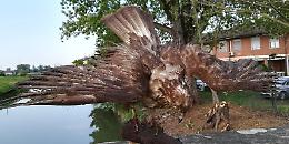 Animali imbalsamati sul ponte, mistero a Pizzighettone
