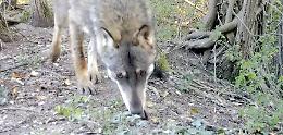 VIDEO Lupo immortalato all’interno della riserva naturale Le Bine