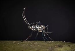 Iss, salgono a 275 i casi confermati di West Nile in Italia. 19 decessi