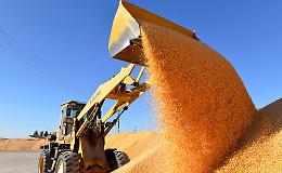 Cina, boom nella produzione di cereali nel 2025