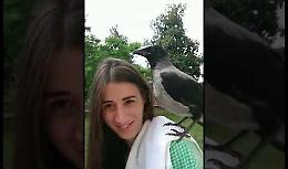 VIDEO Ferdy, una cornacchia per amica