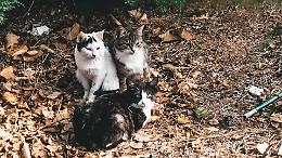 Palline al veleno per uccidere i gatti