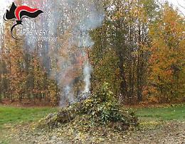 Carabinieri forestali: monitoraggio ambientale e  repressione degli illeciti 
