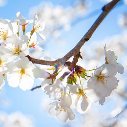 Festa dei Ciliegi in Fiore con camminata e musica