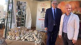 Aglio, scalogno e cipolle: conservazione a rischio