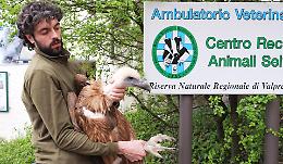 Poiana cieca precipita tra i rovi, salvata e portata in un centro del Wwf