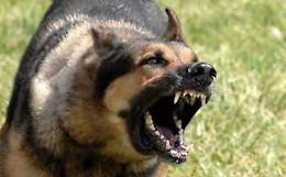 Azzannati da un cane durante una passeggiata