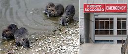 L'allarme. Azzannata da una nutria mentre passeggia nei campi