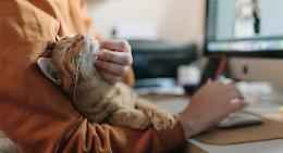Giornata del Gatto, tutti i passi per diventare amici del felino 'da famiglia'
