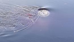 Il mistero della Panda rossa inabissata nel Po, manomessa la serratura