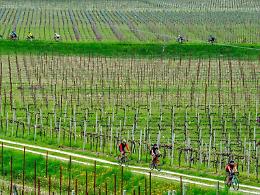 Vinitaly: Confagri, enoturismo e bici con il campione Bugno