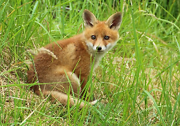 Cucciolo di volpe investito, passante lancia l'allarme. Purtroppo non ce l'ha fatta