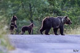 Uccisa a fucilate l'orsa Amarena in Abruzzo. L'uomo che ha sparato: 'Ho avuto paura'
