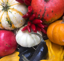 Le Invasioni Botaniche - Fiori, Orti e Affini nel centro della città
