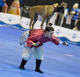 Cani in gara  tra salti e note, la ‘Dog Dance’ strega tutti 