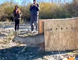 Due splendidi caprioli 'trasferiti' da Castelvetro alle colline piacentinee